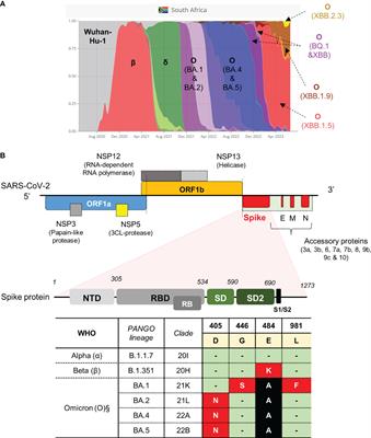 Development of primer-probe sets to rapidly distinguish single nucleotide polymorphisms in SARS-CoV-2 lineages